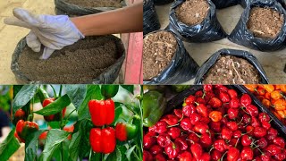 How To Grow Pepper In Bags To Save Space And Money | Home garden | Peniel Edwin