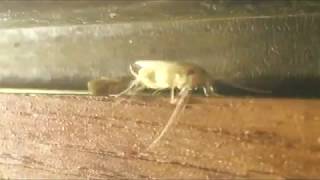 Cockroach Control - Greenville, Spartanburg, Anderson, Columbia SC