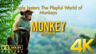 Jungle Jesters The Playful World of Monkeys ♠ Monkeys | 4K | Mediation | Relaxing | Life ♠
