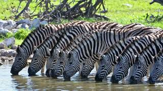 Stripes and Stories A Zebra Odyssey