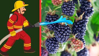 THE BEST WAY TO IRRIGATE CONTAINER BLACKBERRIES   #Gardening #ContainerGardening #Blackberries