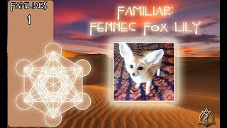 Familiars - Fennec Fox Lily #1 - Non Meditation