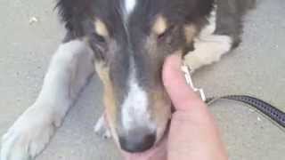 Senior Sheltie Seeking Home - ADOPTED!!!