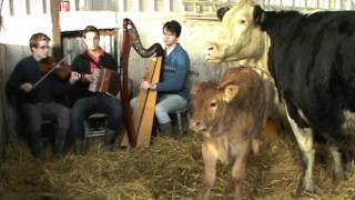 MacTíre - McCarthy's Calf