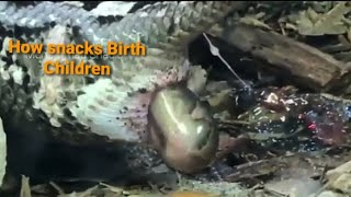 How snakes give birth to young ones | Do snakes give birth or lay eggs | how do snakes give birth