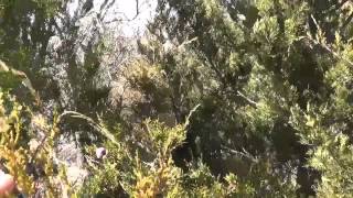 John coyote - get back to nature