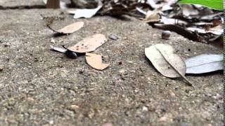 Pillbug Poo