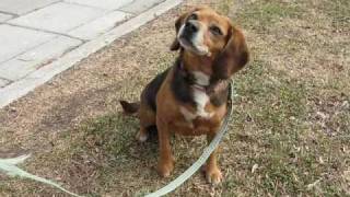 Squirt (A102884)