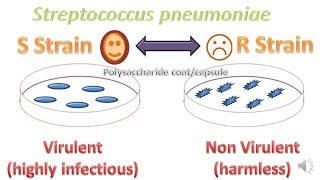 Griffith's Experiment - DNA as Genetic Material II Transformation experiment