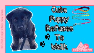 PUPPY REFUSES TO WALK | COMMON REASONS WHY DOG REFUSES TO WALK | See Reasons Description Below