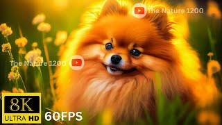 Cute Dogs Collection 8K HDR 60FPS