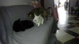 Rabbit and two cats chilling