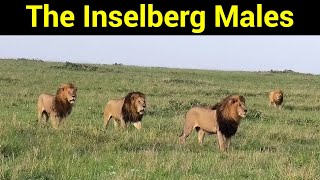 All 4 Inselberg Male Lions On Patrol | The Inselberg Males