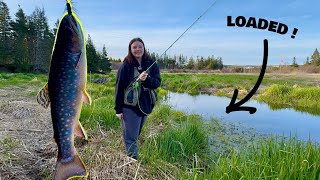 Fly Fishing a Beaver Pond LOADED With Aggressive Brook Trout !