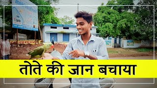 Saved The Parrot  || Mini Vlog || Cg Vlogger Pintu