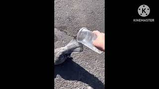 "From Hardship to Heart: OG Gordo's Journey of Compassion"