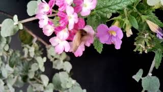 Moth Collecting Nectar From Verbena