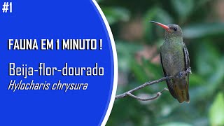 Fauna em 1 minuto - Beija-flor-dourado (Hylocharis chrysura) #1