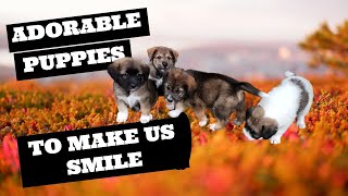Adorable Puppies to Make Us Smile | Inspire Life