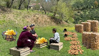 GRANDMOTHER COLLECTED POTATOES FROM THE FOREST AND FRIED IT WITH CHICKEN