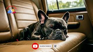 Relaxing Car Music for Dogs
