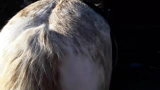 Mucky ponies....Shy 14 and Pepsi, 31.