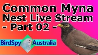 Live Stream of a Common Myna nest (30/11/16) (Part 02)