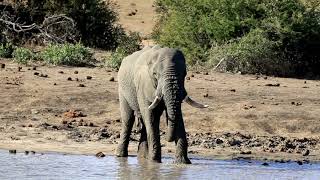 Elephant and there wisdom