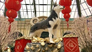 Bellagio Conservatory and Botanical Gardens - Gone to the Dogs!