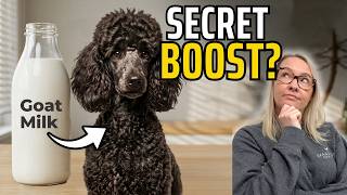 Is Goat Milk Good for Dogs? (The Real Benefits Explained)