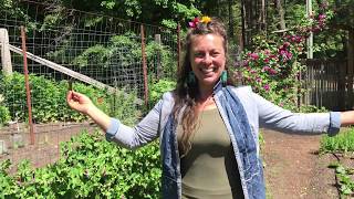 Hollyhock Garden Tour with Gem June 2020