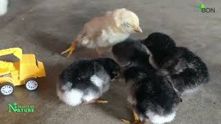 Cute Baby Chicks Playing, Eating & Chirping | Adorable Chick Moments