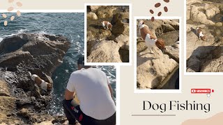 Subscribe & support. Dog/நாய் catching fish/மீன் 🐟. #fishing #dogfishing #malta #fishingvideo