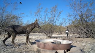 Naked coyotes and progression of mange
