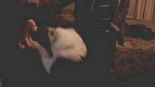 Chukson Llorandole a un perro d peluche