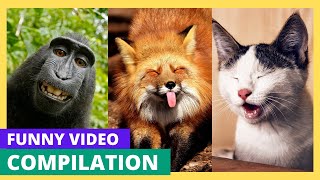 Funny animals