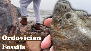 Amazing Snail And Coral fossils from Varzas Beach