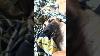 My Malinois Fell Asleep to My Hypnotic Voice | Snoring Dog ASMR 💤