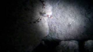 Night Free Dive off "Magic Island"  (I'm falling--Comsat Angels)