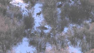 Colorado Trophy Mule Deer