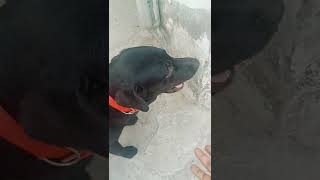 chaser- vihaan🐶🐕😀❤️#labrador#youtube #shorts#carryminati #viral#youtuber#funny @sun-chaser royal