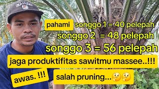 pahami antara songgo 1,songgo 2 dan songgo 3..!!,awas salah pruning..🤔🤔🤔