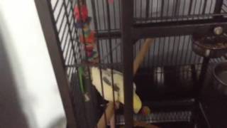 The basics of owning a cockatiel