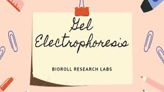 Gel Electrophorosis | Electrophorosis Lab Procedure