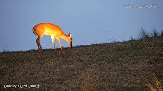 Savannah Birds 12/28/2022 - 2 Deers find a Spotlight near the Lagoon 🦌🦌