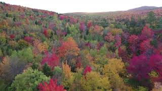 Autumn Forest DJI Mavic Mini Drone Footage