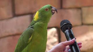 Singing Parrots in 4K - Animal Kingdom - Walt Disney World - 21 May 2025