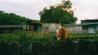 a playlist for slow walks in the garden while the sun softly sets