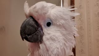 Onni Cockatoo's Morning Shower