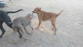 Bowie learns a new game at the dog park.